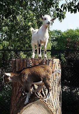 動(dòng)物園,山羊,年輕的動(dòng)物