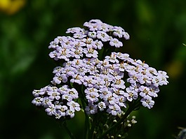蓍草,blueme,开花