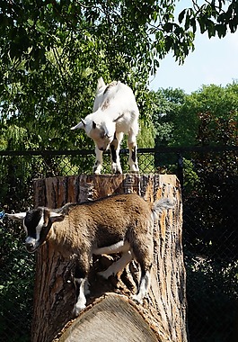 動(dòng)物園,山羊,年輕的動(dòng)物