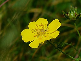 阿尔卑斯山布朗,花,开花