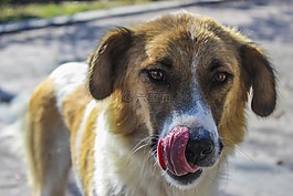 動物,狗,寵物