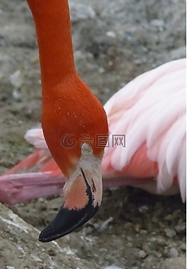 粉紅色,火烈鳥,鳥