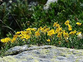 阿尔卑斯山布朗,花,开花