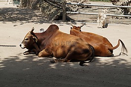 動物,動物園,小