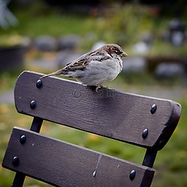 麻雀,鳥(niǎo),動(dòng)物