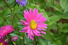 鮮花,粉色,瑪格麗的玫瑰