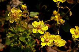 金草莓,春天,厂