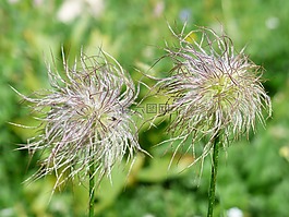 高山蓮花,褪色,瘦果