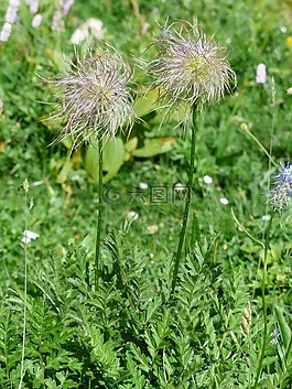 高山蓮花,褪色,瘦果