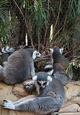 動物,動物園,小