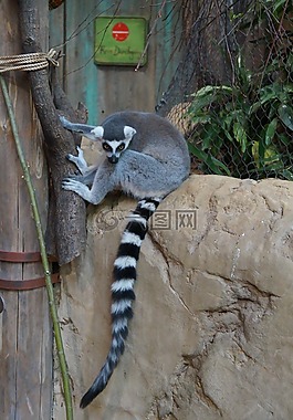 動物,動物園,小