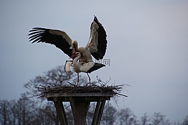 鳥,嘴,鸛