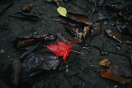 自然,紅色,葉
