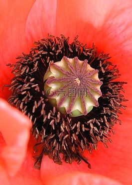 罌粟,花,紅罌粟