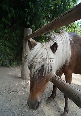 動(dòng)物園,馬,小馬