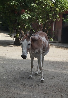 動(dòng)物園,馬,小馬