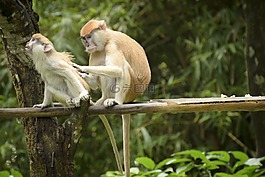 猴子,動物園,友誼