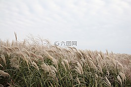 风,济州岛,在秋天