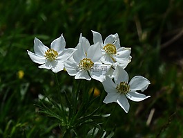 ?？?narcissiflora,鮮花,白