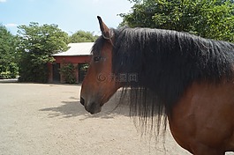 動(dòng)物園,馬,小馬