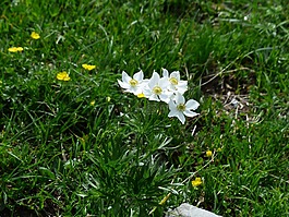 海葵 narcissiflora,鮮花,白