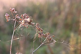 植物,蜘蛛网,秋