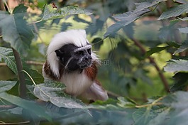 動(dòng)物,動(dòng)物園,猴子