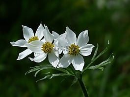 ?？?narcissiflora,鮮花,白