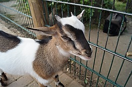 動(dòng)物園,山羊,年輕的動(dòng)物