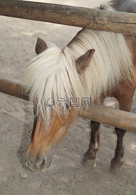 動(dòng)物園,馬,小馬