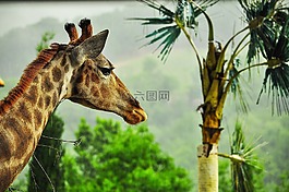 頭zerafa,雅爾塔,動物園