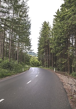 森林,路,樹