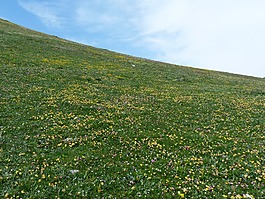草地,花多,字母