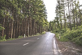 森林,路,樹