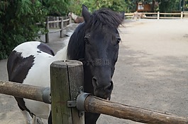 動(dòng)物園,馬,小馬