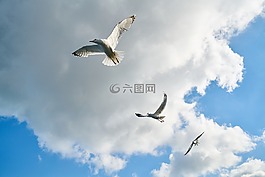海鸥,鸟,天