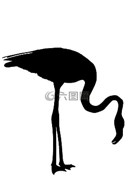 火烈鳥,側(cè)影,鳥