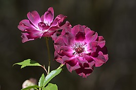 花的,花,粉紅色