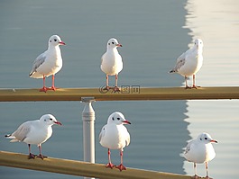 海鷗,海,鷗