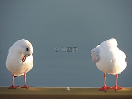 海鷗,海,鷗