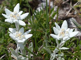 高山 edelwei?,普通,雪絨花