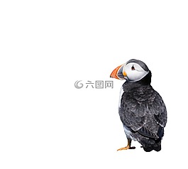 海雀,鳥,孤立