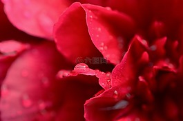 牡丹,紅色,濕