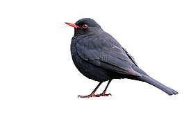 黑鳥,孤立,白