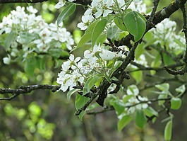 蘋果花,蘋果樹,蘋果樹花
