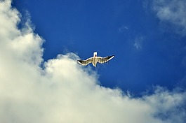天空,鳥,法國