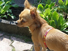 奇瓦瓦,她,動物