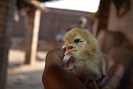 鳥,小,自然
