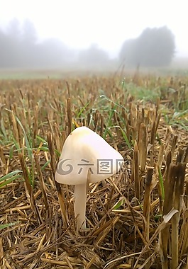 标,毒菌,毒蕈