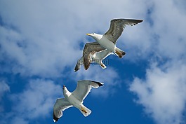 海鷗,鳥(niǎo),動(dòng)物肖像